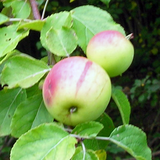 ook appels blijven een gezonde fruitsoort