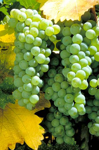 witte druiven zitten ook in Luvico Super Elixer