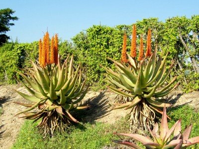 aloe vera is een succulent