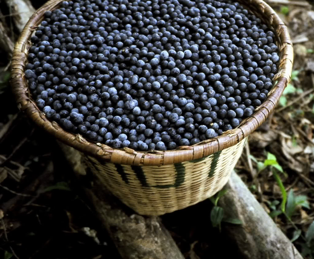 blauwe bessen acai bessen goji bessen in luvico mangosteen super elixer