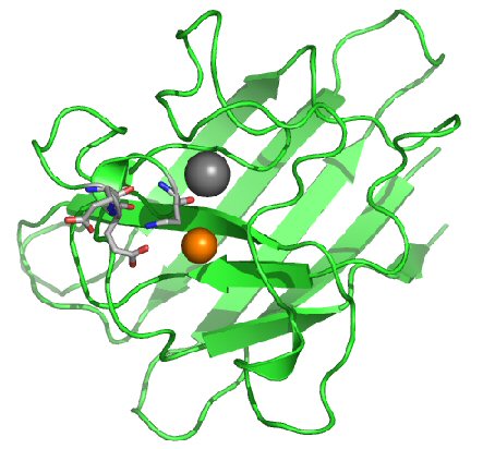 SOD Super Oxide Dismutase