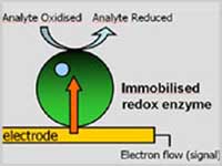 Het principe achter een biosensor gebaseerd op redoxeiwitten