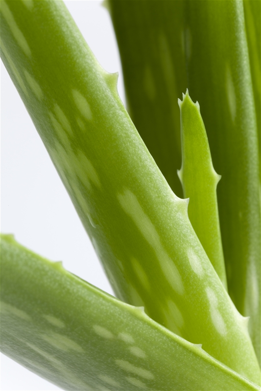 aloe-vera-plant