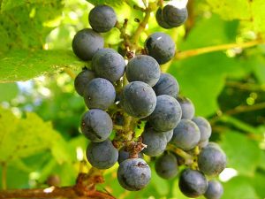 concord grape