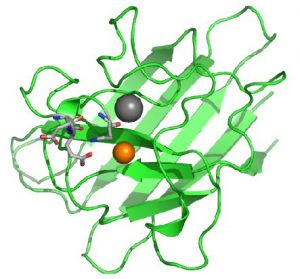 super oxide dismutase