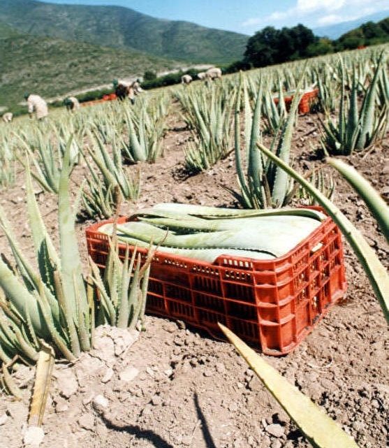 Gezond met aloe vera